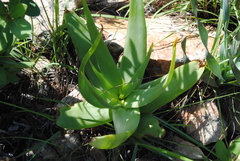 Bulbine latifolia latifolia