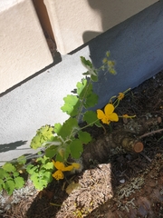 Chelidonium majus