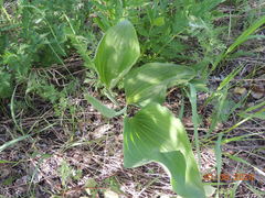 Plantago maxima