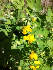 Chelidonium majus