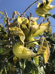 Crotalaria agatiflora