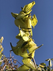 Crotalaria agatiflora
