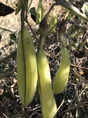 Crotalaria agatiflora