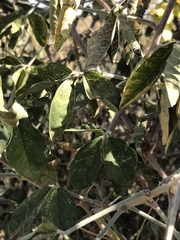 Crotalaria agatiflora