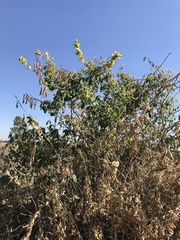 Crotalaria agatiflora