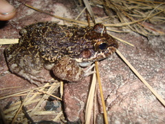 Leptodactylus rugosus