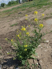 Sisymbrium loeselii