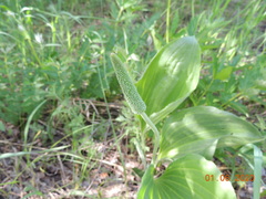 Plantago maxima