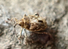 Microplontus campestris