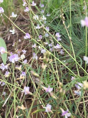 Astragalus austriacus