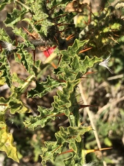 Solanum sisymbriifolium