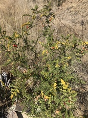 Solanum sisymbriifolium