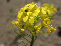 Sisymbrium loeselii