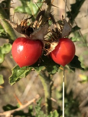 Solanum sisymbriifolium
