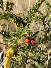 Solanum sisymbriifolium