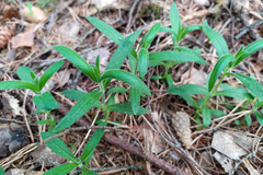 Cerastium pauciflorum
