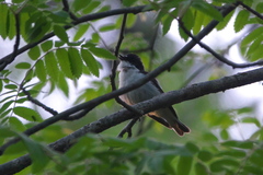 Ficedula hypoleuca