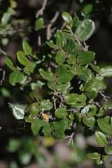 Diospyros scabrida