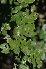 Diospyros scabrida