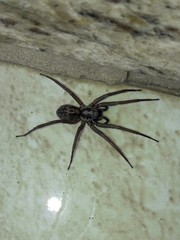 Xeropigo
