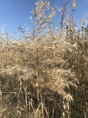 Phragmites australis australis