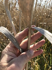 Phragmites australis australis
