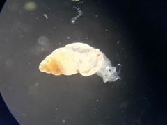 Carychium
