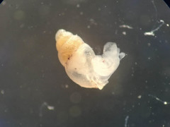 Carychium
