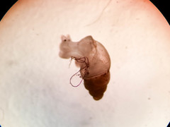 Carychium