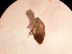 Carychium