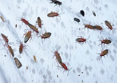 Dysdercus evanescens