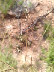 Stipa juncea