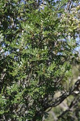 Hippobromus pauciflorus