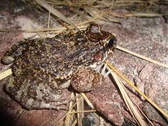 Leptodactylus rugosus