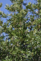 Hippobromus pauciflorus