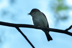 Phylloscopus trochilus