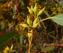 Eucalyptus socialis