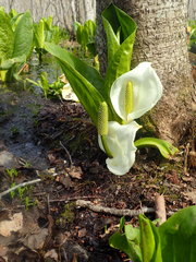 Lysichiton camtschatcensis