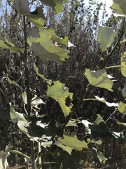 Populus × canescens