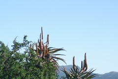 Aloe ferox