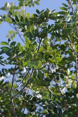Hippobromus pauciflorus