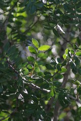 Hippobromus pauciflorus