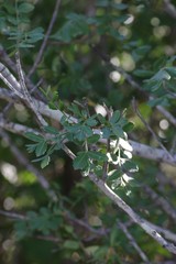 Hippobromus pauciflorus