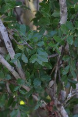 Hippobromus pauciflorus