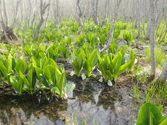 Lysichiton camtschatcensis