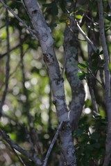 Hippobromus pauciflorus