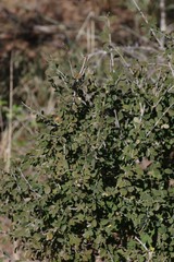 Flueggea verrucosa