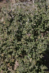 Flueggea verrucosa