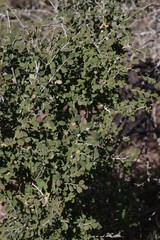 Flueggea verrucosa