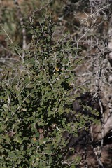 Flueggea verrucosa
